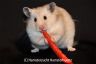Hamsterhuette´s Shakira
